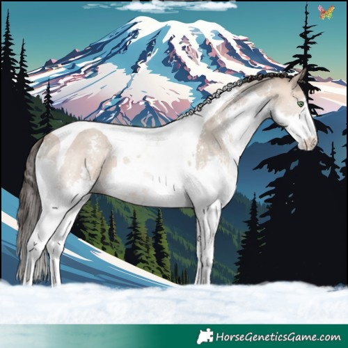 Horse Color:Amber Champagne Dun Sabino Splash Tobiano 