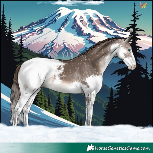 Horse Color:Brown Dun Splash Appaloosa