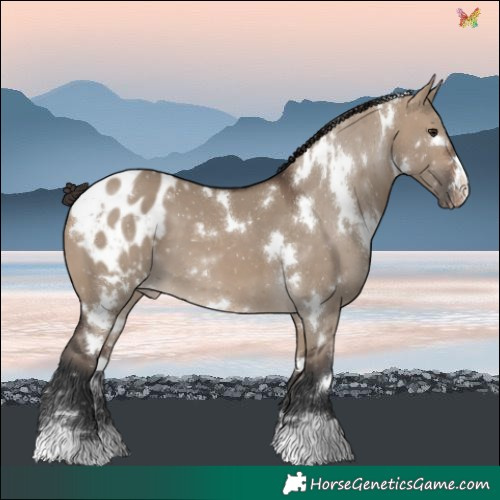 Horse Color:White Spotted Brown Dun Blanket 