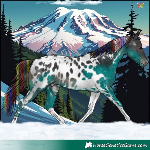 Horse Color:Painted Black Tobiano Appaloosa 
