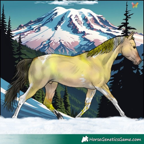 Horse Color:Bay Dun Tobiano 