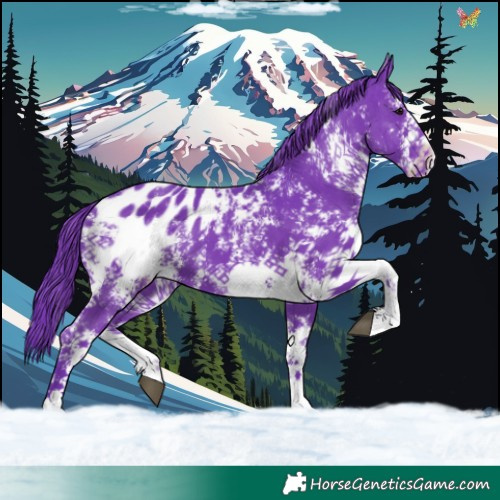 Horse Color:Watercolor Black Sabino Appaloosa