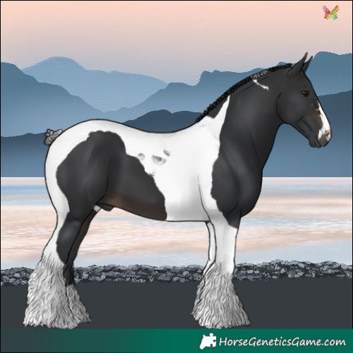 Horse Color:Brown Tobiano 