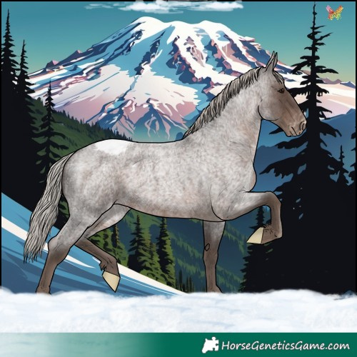 Horse Color:Silver Blue Roan Appaloosa 
