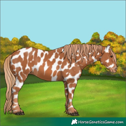 Horse Color:Chestnut Appaloosa