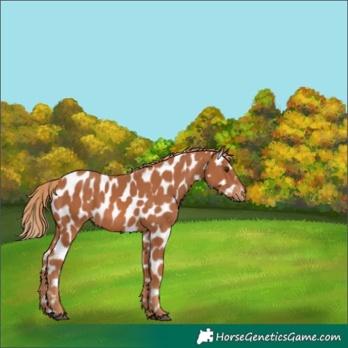 Horse Color:Chestnut Appaloosa 