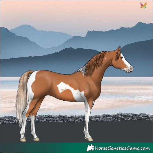 Horse Color:Chestnut Splash Tobiano