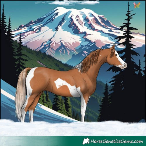 Horse Color:Chestnut Splash Tobiano 