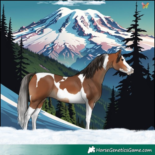 Horse Color:Bay Splash Tobiano