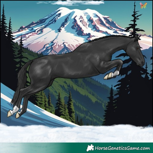 Horse Color:Black 