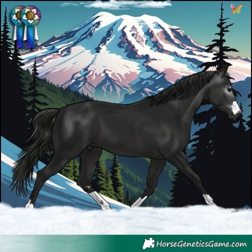 Horse Color:Gray Black 
