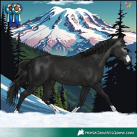 Horse Color:Gray Black