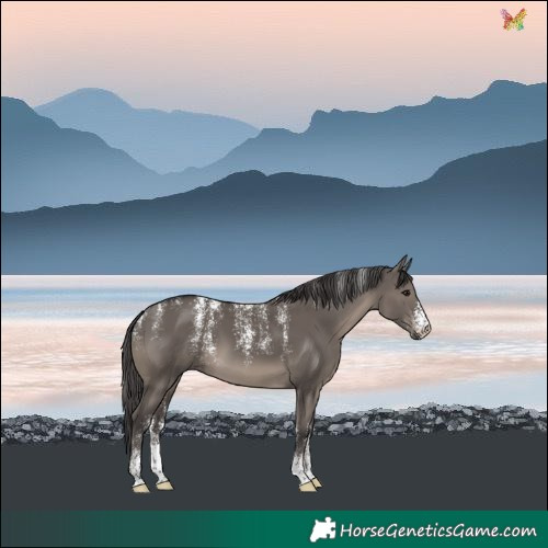 Horse Color:Powder White Smoky Grullo 