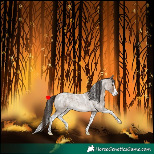Horse Color:Powder White Liver Red Dun Roan Splash 