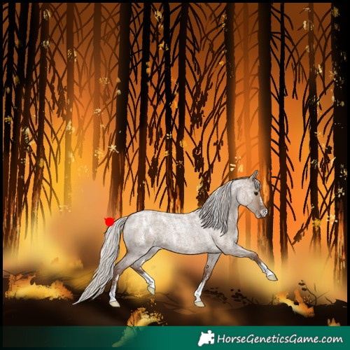 Horse Color:Powder White Silver Grullo Roan