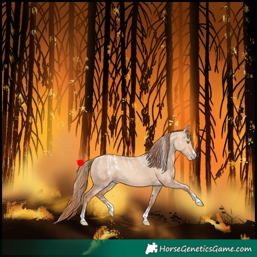 Horse Color:Powder White Gold Champagne Dun Rabicano 