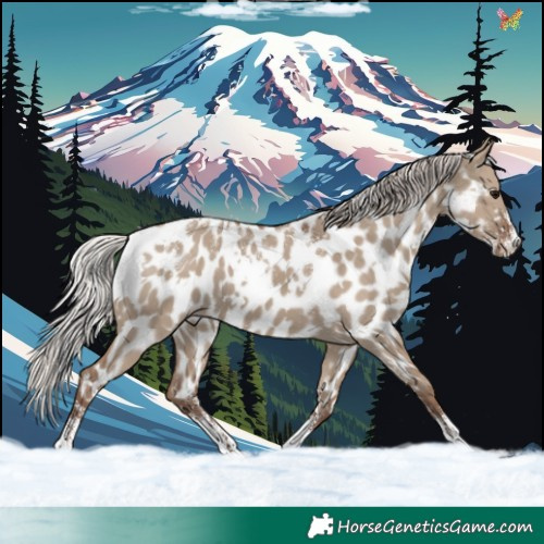 Horse Color:Powder White White Spotted Silver Grullo Appaloosa 