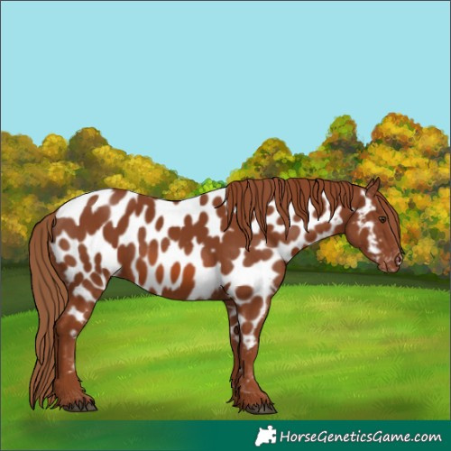 Horse Color:Chestnut Appaloosa