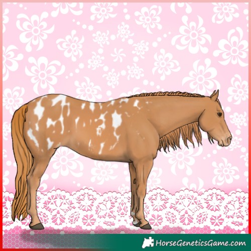 Horse Color:Chestnut Appaloosa 