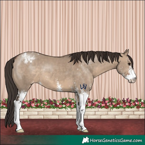 Horse Color:Brown Dun Sabino Appaloosa