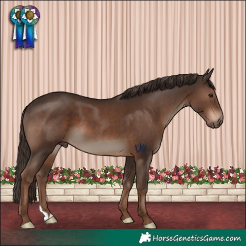 Horse Color:Liver Chestnut 