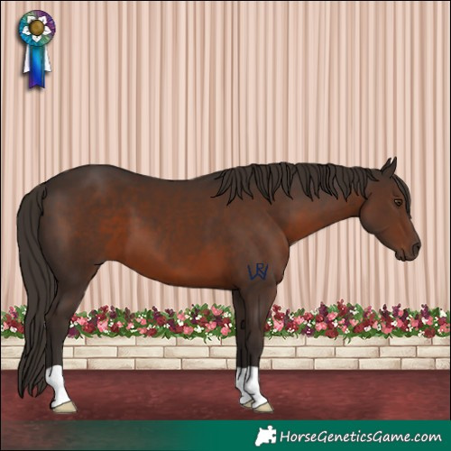 Horse Color:Liver Chestnut 