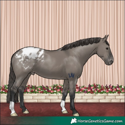 Horse Color:Grullo Appaloosa 