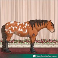 Horse Color:Bay Appaloosa 