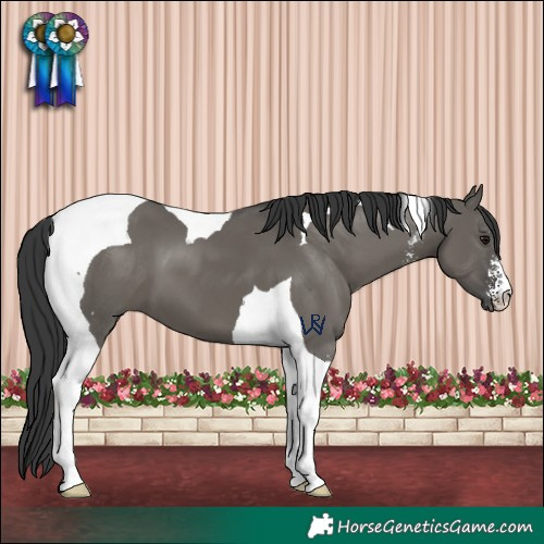 Horse Color:Grullo Sabino Tobiano 