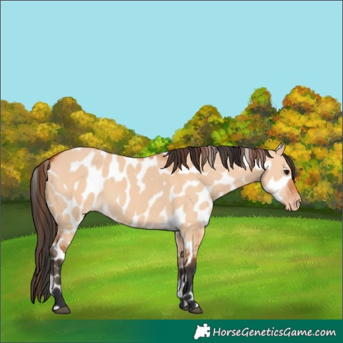 Horse Color:Bay Dun Appaloosa 
