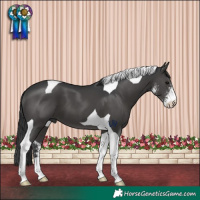 Horse Color:Black Sabino Tobiano 