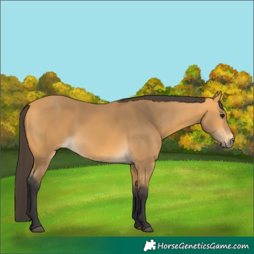Horse Color:Buckskin Rabicano