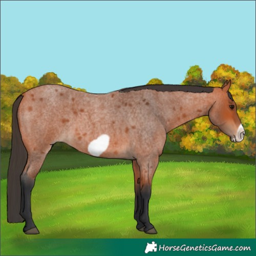 Horse Color:Bay Roan Frame Rabicano 