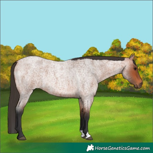 Horse Color:Bay Roan Rabicano 