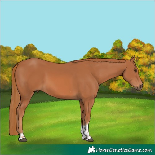 Horse Color:Chestnut Tobiano