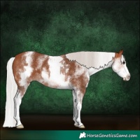 Horse Color:White Spotted Silver Brown Splash