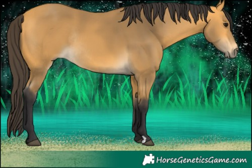 Horse Color:Buckskin Rabicano