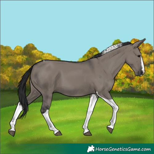 Horse Color:Grullo Splash Tobiano 