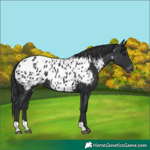 Horse Color:Black Appaloosa