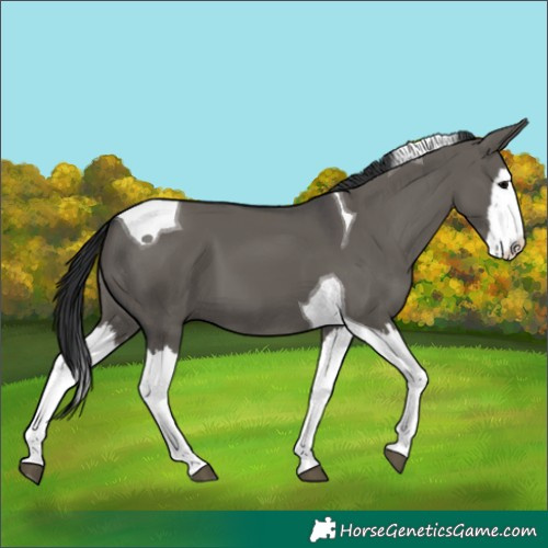 Horse Color:Grullo Splash Tobiano