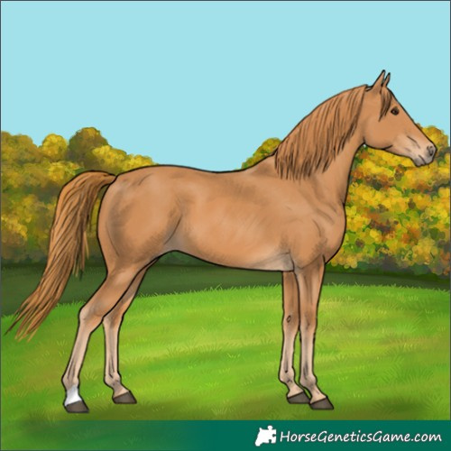 Horse Color:Unknown 