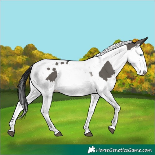 Horse Color:Grullo Splash Tobiano 