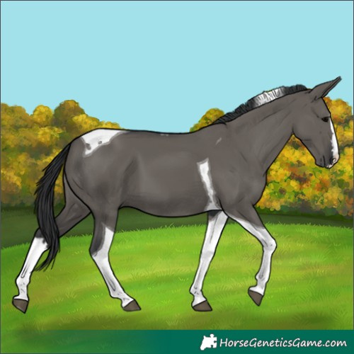 Horse Color:Grullo Splash Tobiano 