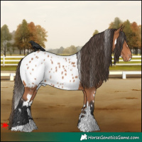 Horse Color:White Spotted Bay Near Leopard 