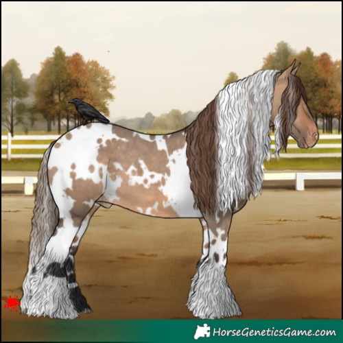 Horse Color:White Spotted Bay Dun Varnish