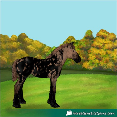 Horse Color:Void White Spotted Liver Red Dun Appaloosa 