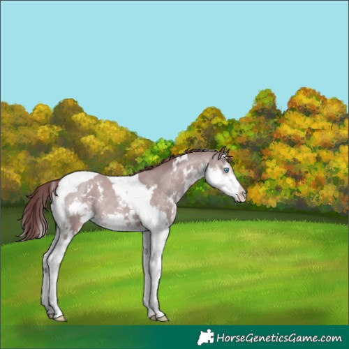 Horse Color:Platinum White Spotted Chocolate Classic Champagne Splash Tobiano