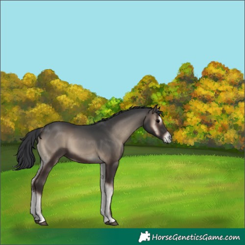 Horse Color:White Spotted Blue Onyx
