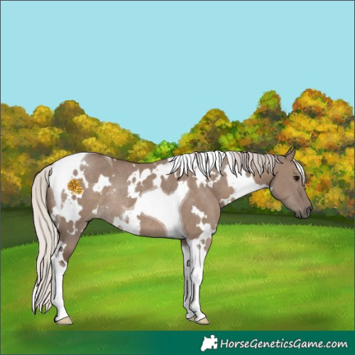 Horse Color:White Spotted Silver Grullo Tobiano Rabicano