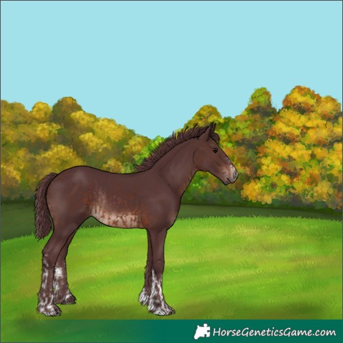 Horse Color:White Spotted Chocolate Brown Rabicano  and Chocolate Brown Rabicano 